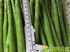 冻绿芦笋 17cm 10-16mm